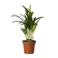 Dypsis lutescens Areca-Palme freigestellt im P12 Kulturtopf, ca. 40 cm hoch