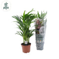 Dypsis lutescens Areca-Palme freigestellt im P17 Kulturtopf, ca. 65 cm