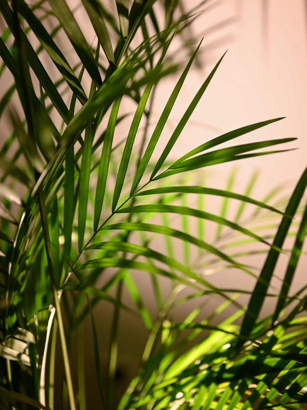 Dypsis lutescens - Areca-, Goldfruchtpalme