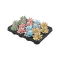 Echeveria Coloured Splash Pastell Mix 16 Stück Sukkulenten Ø6cm