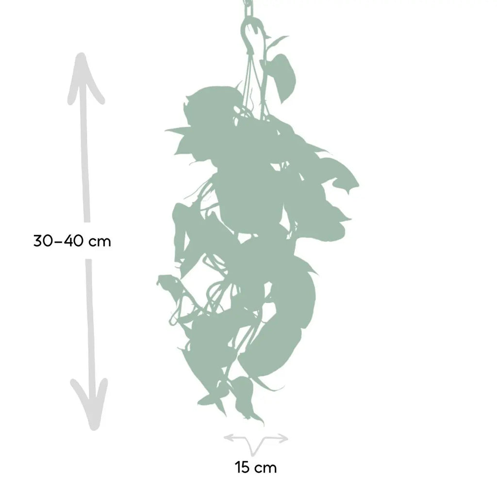 Epipremnum aureum als Hängepflanze im Wohnraum Größenvergleich