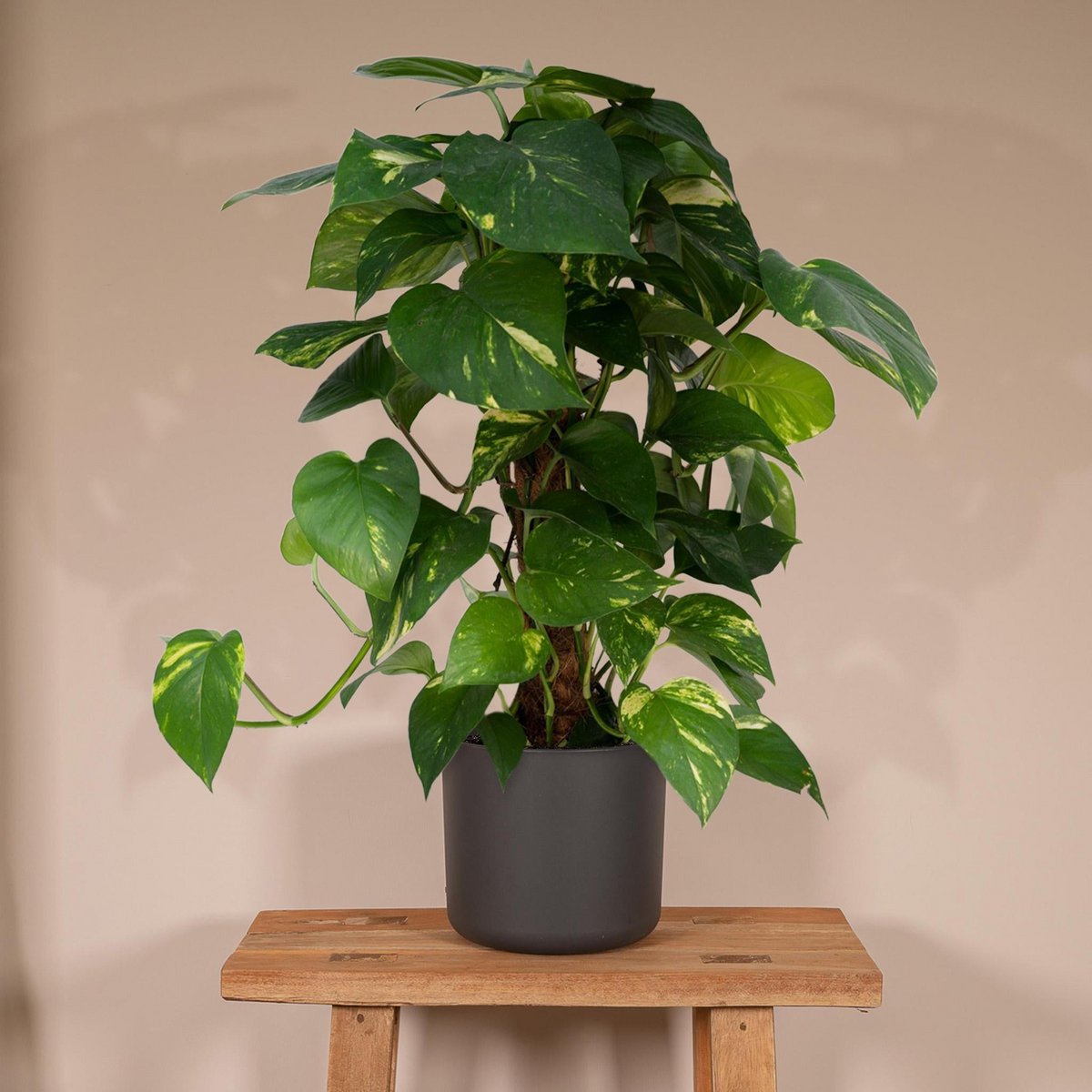 Epipremnum Aureum Moosstab - Drachenefeu - ø15cm - ↕60cm im Wohnzimmer dekoriert