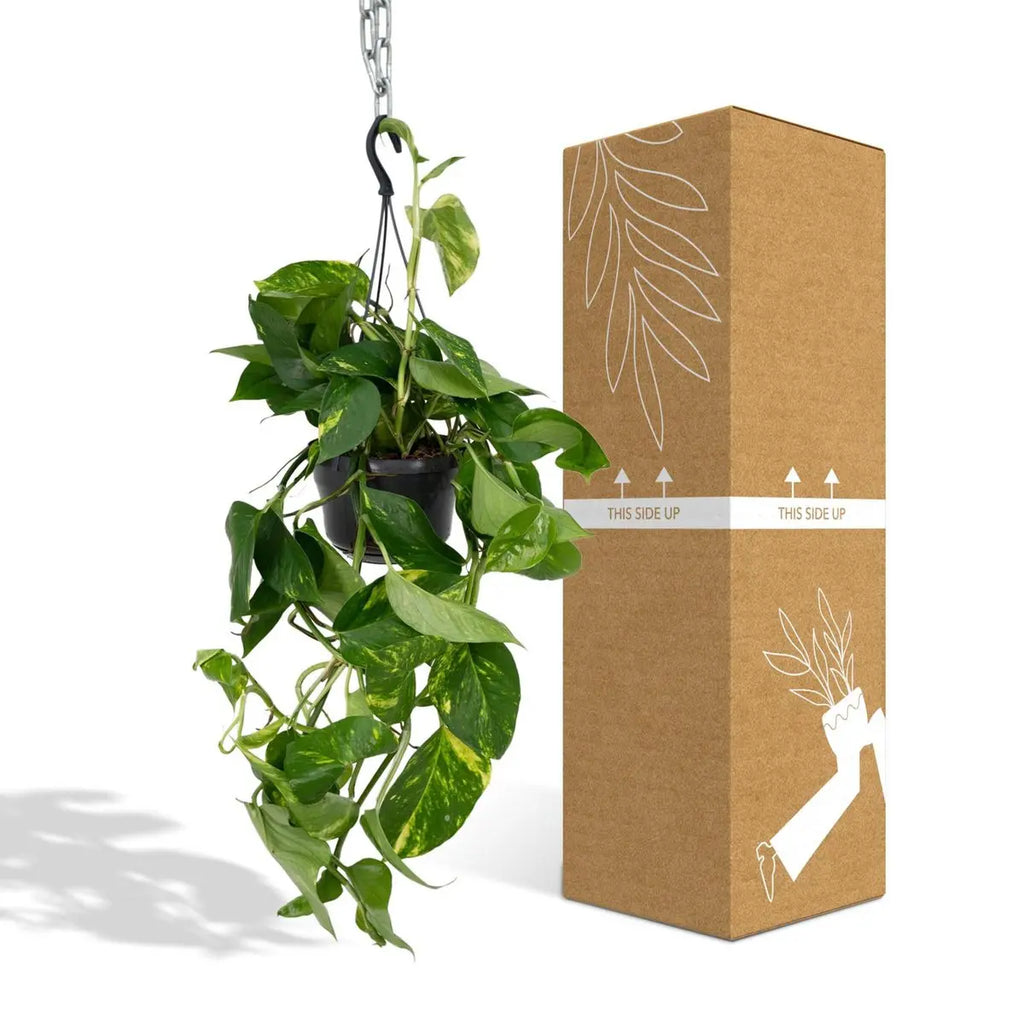 Epipremnum Aureum neben bruch- und transportsicherer Versand-Verpackung