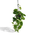 Epipremnum aureum Efeutute ca. 25 cm im Ø15 cm Kulturtopf