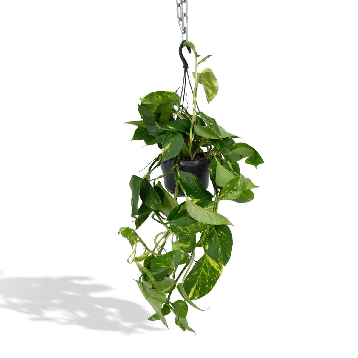 Epipremnum aureum Efeutute ca. 25 cm im Ø15 cm Kulturtopf