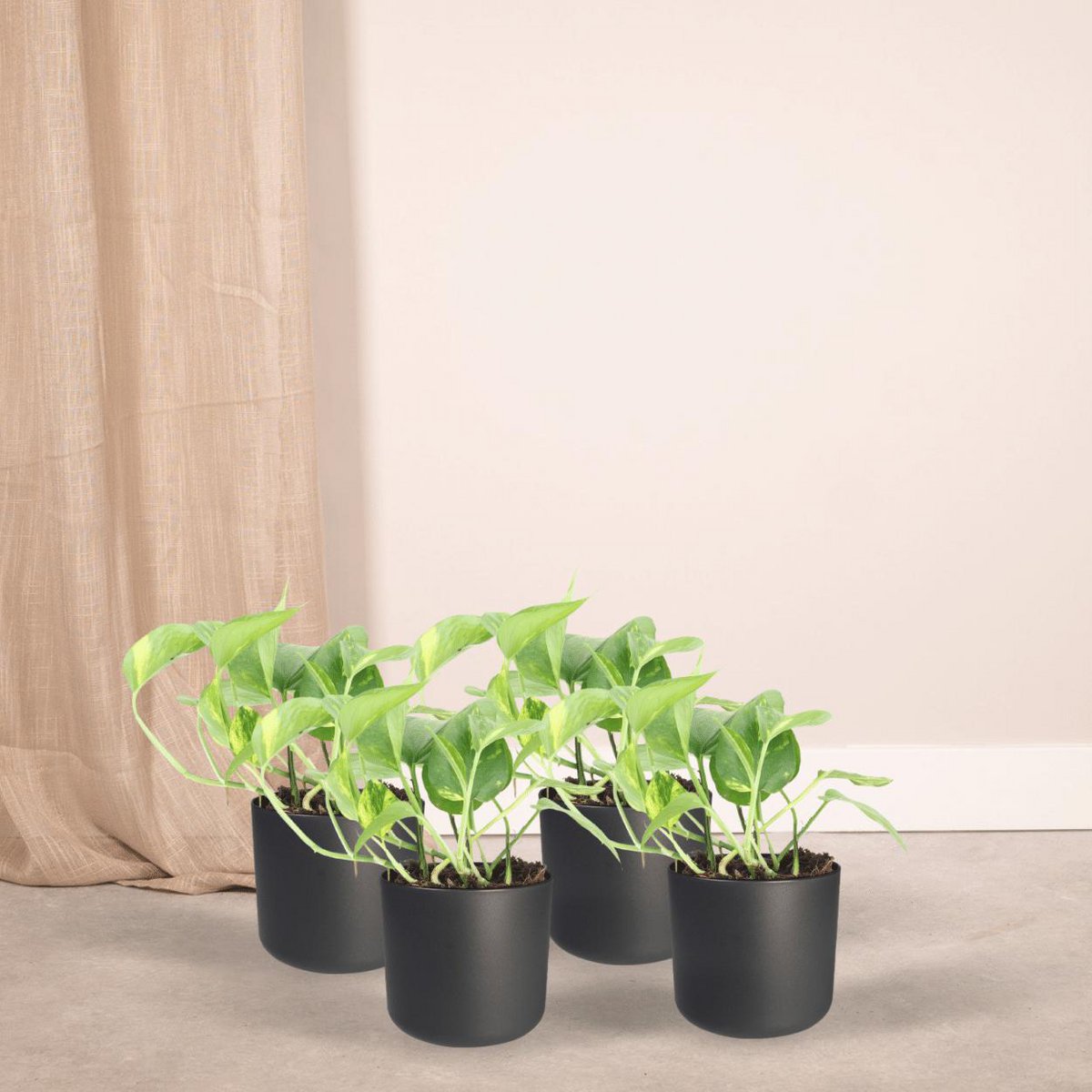 Zimmerpflanze Epipremnum aureum – frisches Grün im Innenraum