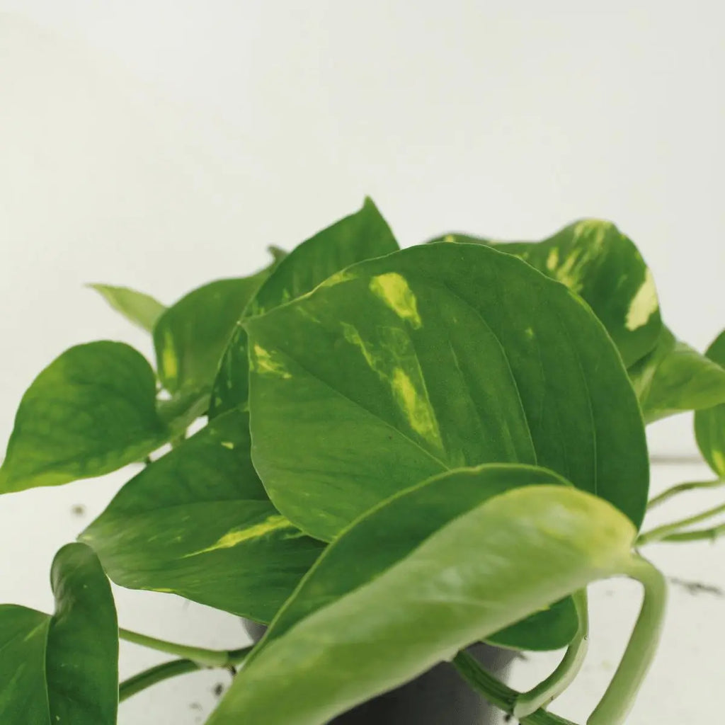 Efeutute Epipremnum aureum – herzförmige Blätter mit Zeichnung Nahaufnahme