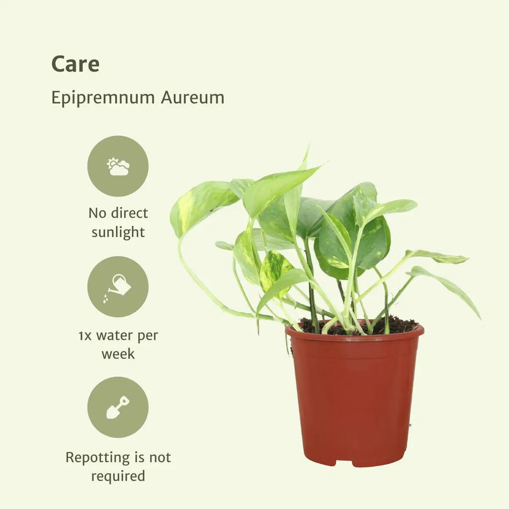 Pflegehinweise für die Efeutute Epipremnum aureum