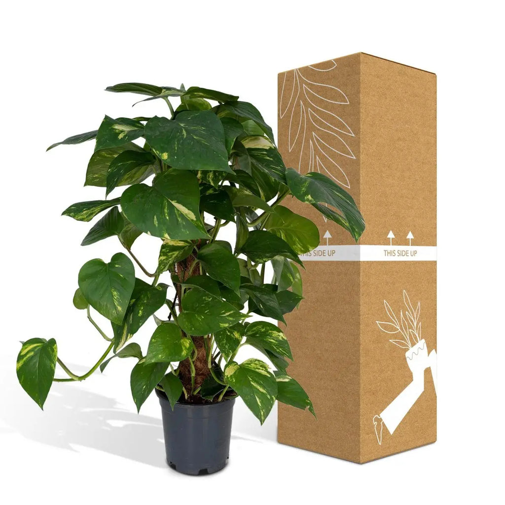 Epipremnum aureum am Moosstab neben bruch- und transportsicherer Versandverpackung