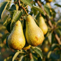 Conference Birnenbaum kleinbleibend Terrassenobst süß saftig 80-120 cm - Pille Gartenwelt