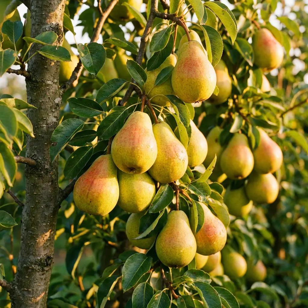 Gute Luise Birne Birnenbaum Obstbaum kleinbleibend Busch süß säuerlich - Pille Gartenwelt
