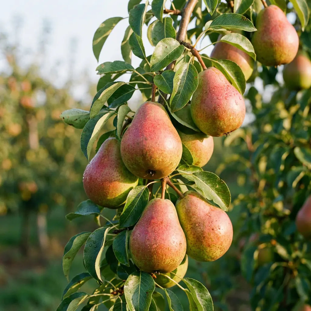 Gute Luise Birne Birnenbaum Obstbaum kleinbleibend Busch süß säuerlich - Pille Gartenwelt