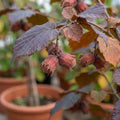 Maxima Purpurea Rote Haselnuss Baum Nussbaum winterharte Sorte 80/100 cm im Topf - Pille Gartenwelt
