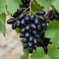 Vitis Souvenir Weintraube dunkelblau Weintrauben veredelt frosthart süß 60-100cm - Pille Gartenwelt