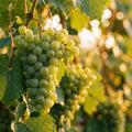helle Weintraube Lakemont Wein Weinstock kernarm 60/100 süsse Früchte pilzfest - Pille Gartenwelt