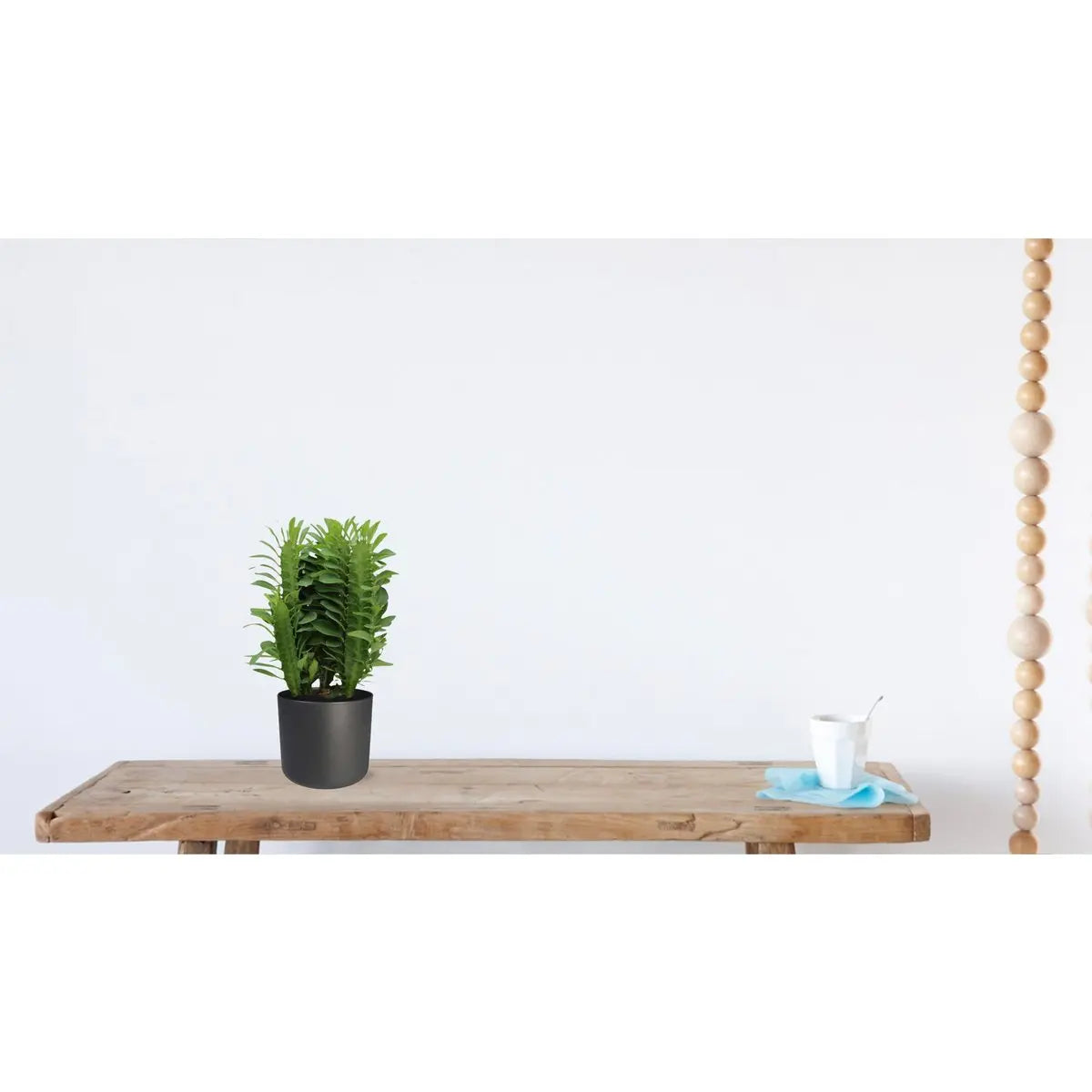 Aufrechte Wuchsform von Euphorbia trigona – architektonischer Look als Zimmerpflanze