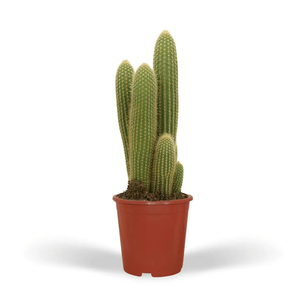 Vatricania guentheri Säulenkaktus im Topf Ø21 cm, ca. 55 cm