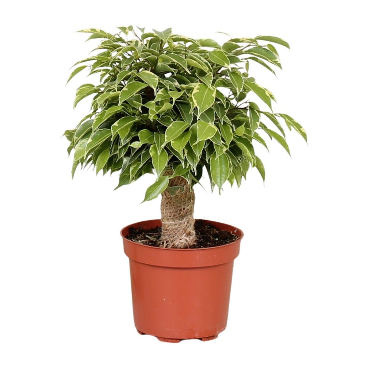 Ficus Benjamina Kinky freigestellt im Ø12 cm Kulturtopf, Lieferhöhe ca. 28 cm