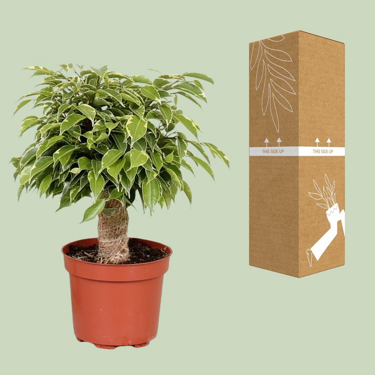 Ficus Benjamina Kinky neben bruch- und transportsicherer Versandverpackung der Pille Gartenwelt