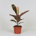 Ficus Elastica Belize - Ø12cm - ↕30 cm Pille Gartenwelt