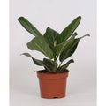 Ficus bengalensis Ø12 cm freigestellt – Zimmerpflanze