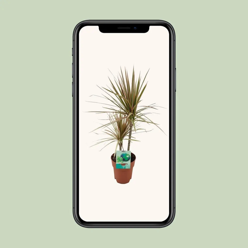Topf- und Stammansicht Dracaena marginata tricolor – dekorativer Wuchs