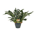 Geweihfarn Platycerium bifurcatum freigestellt – Ø21 cm, ca. 50 cm