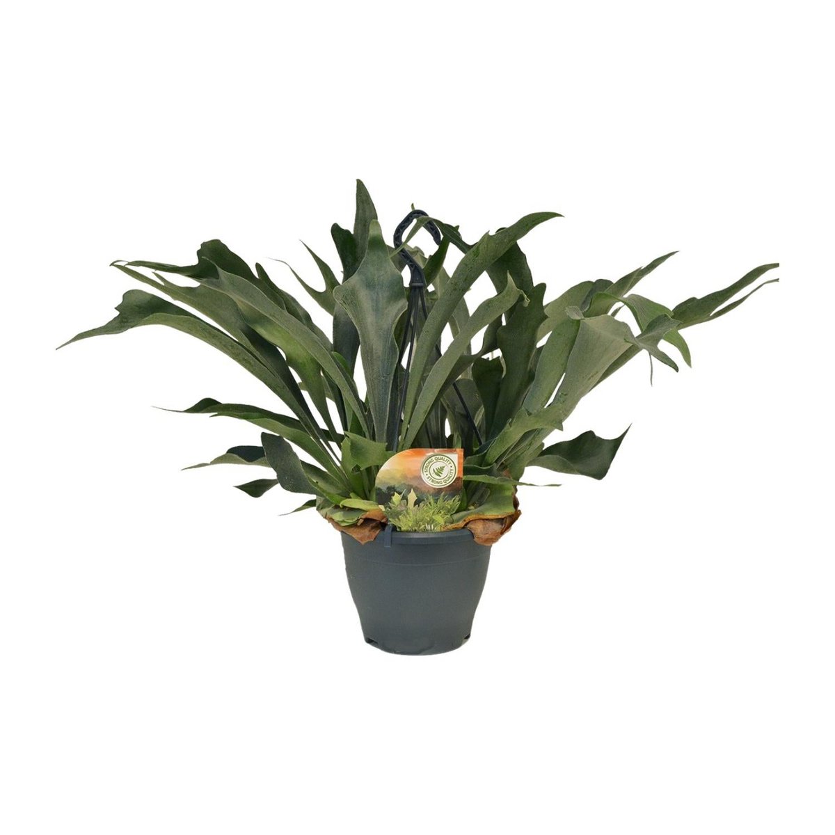 Geweihfarn Platycerium bifurcatum freigestellt – Ø21 cm, ca. 50 cm