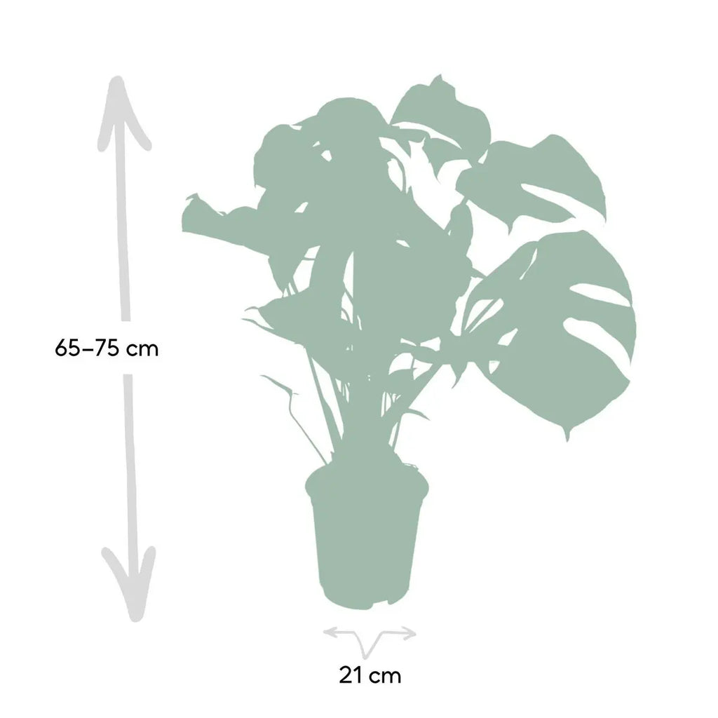 Visualisierung der Größen der monstera