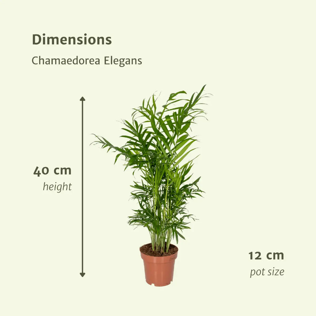 Chamaedorea elegans 2er-Set – Mexikanische Bergpalme, ca. 40 cm - Pille Gartenwelt
