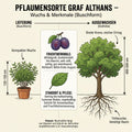 Reneklode Graf Althans – Terrassenobst oder Buschform (sehr aromatisch)
