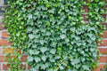 Efeu je 5 Pflanzen im Set | Irischer Efeu Hedera helix 20–40 cm - Pille Gartenwelt