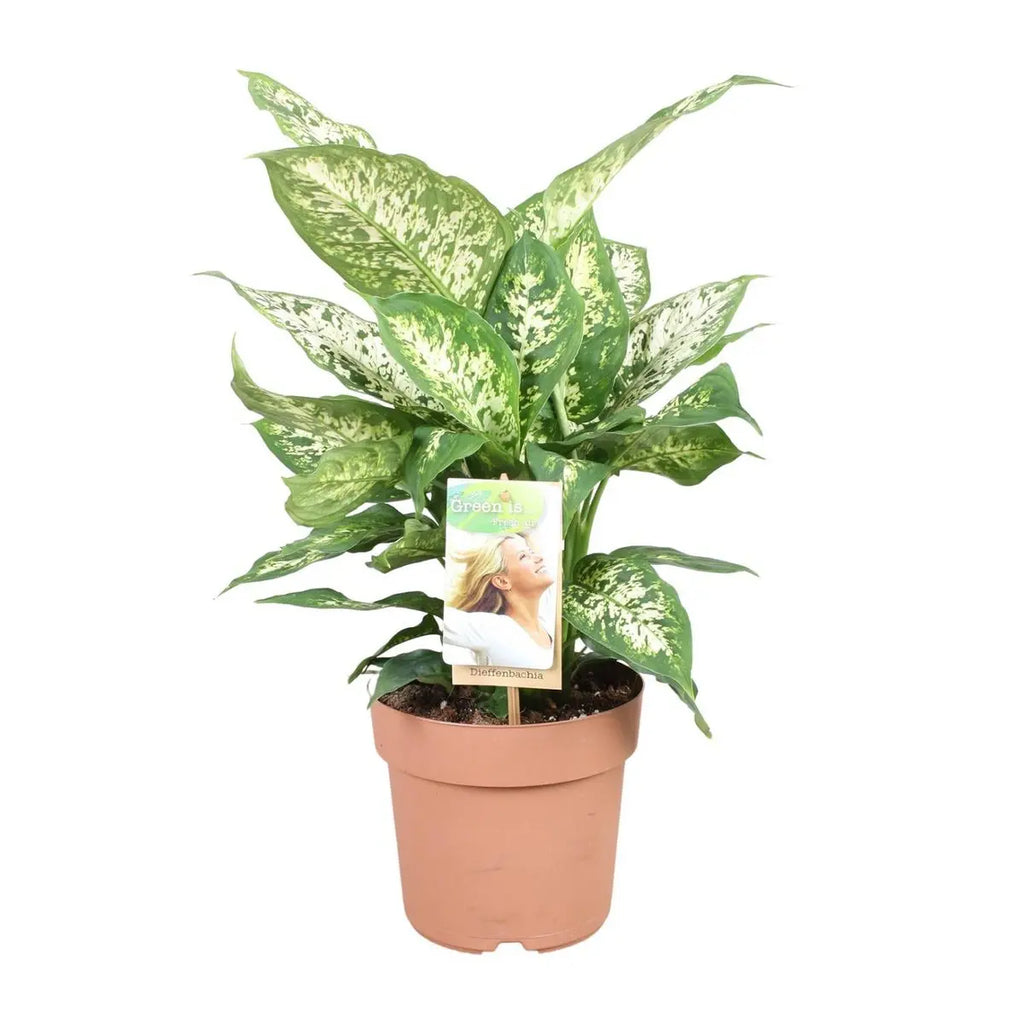 Dieffenbachia compacta Ø17 cm freigestellt – Zimmerpflanze mit Musterblättern