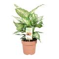 Dieffenbachia compacta Ø17 cm freigestellt – Zimmerpflanze mit Musterblättern
