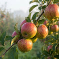 aromatischer Herbstapfel Holsteiner Cox Apfelbaum 2-jährig Busch kleinbleibend - Pille Gartenwelt