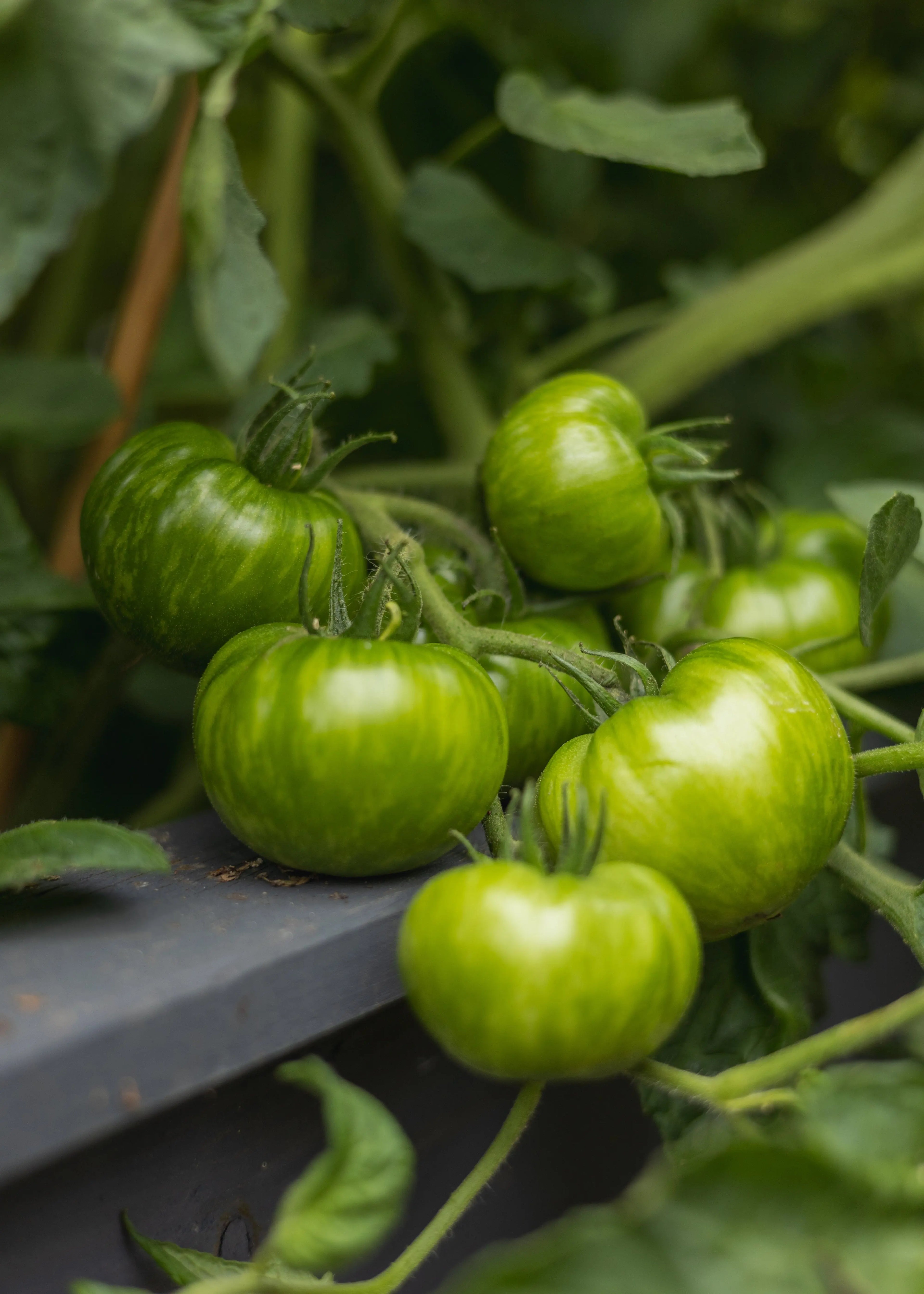 Green Zebra - Tomatensamen