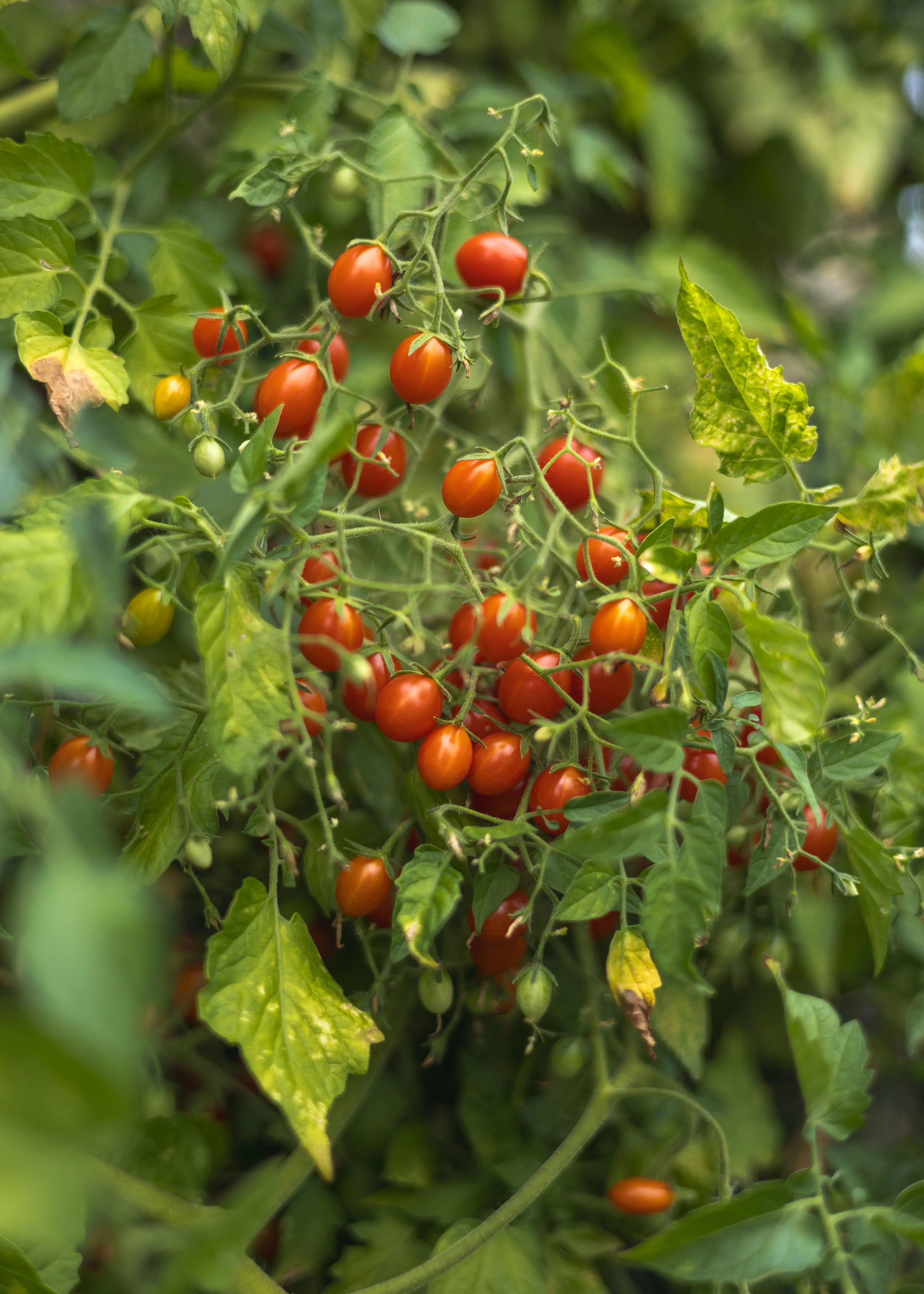 Johannisbeertomate - Tomatensamen