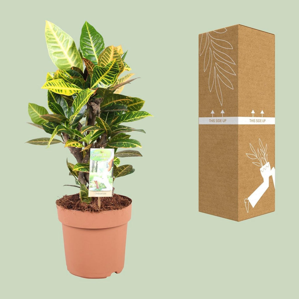 codiaeum petra pflegeleicht heller standort