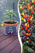 Jungpflanze Chili - Lila Lutzi