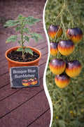 Jungpflanze Tomate - Bosque Blue Bumblebee