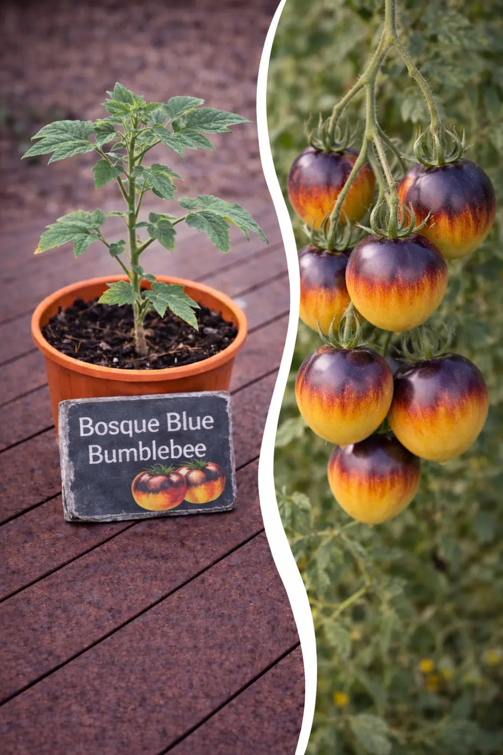 Jungpflanze Tomate - Bosque Blue Bumblebee