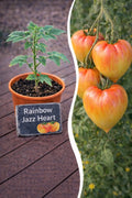Jungpflanze Tomate - Rainbow Jazz Heart