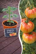 Jungpflanze Tomate - Virginia Sweets