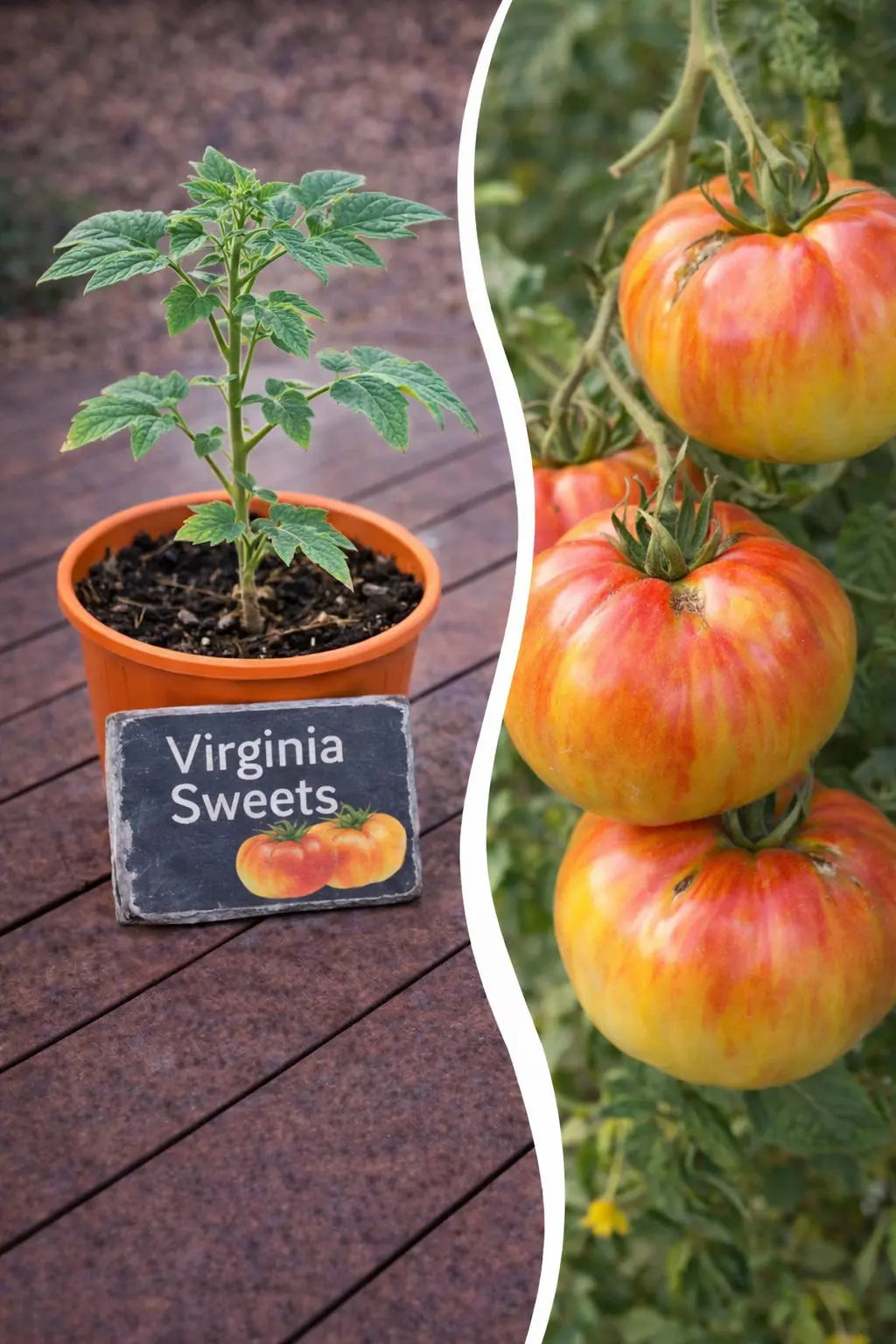 Jungpflanze Tomate - Virginia Sweets