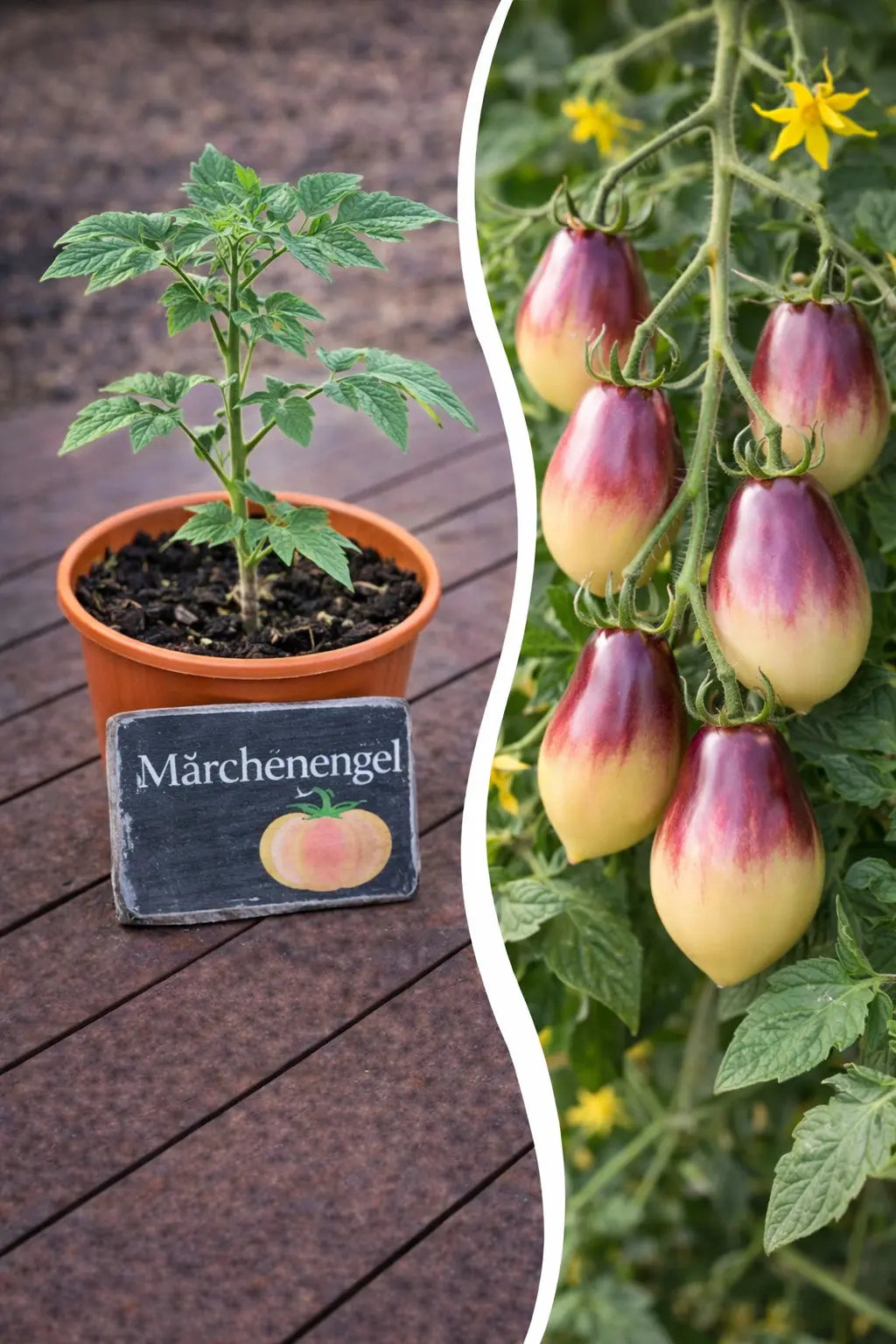 Jungpflanze Tomate - Märchenengel