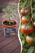 Jungpflanze Tomate - Black Sea Man
