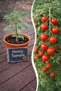 Jungpflanze Tomate - Honigtomate