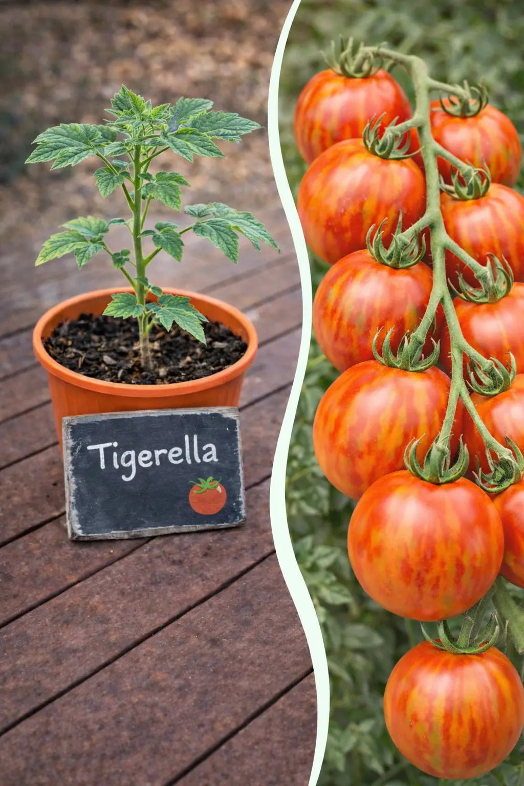 Jungpflanze Tomate - Tigerella