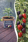 Jungpflanze Chili - Scarlett Variegated