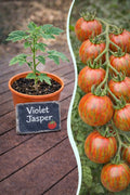 Jungpflanze Tomate - Violet Jasper